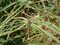 Platycnemis