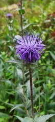 Carthamus caeruleus