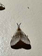 Anaphe venata