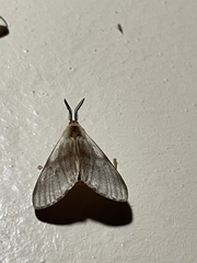 Anaphe venata