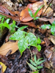 Dacryodes excelsa