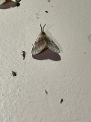 Anaphe venata