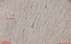 Psilachnum inquilinum