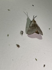 Anaphe venata