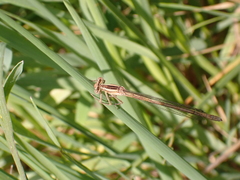 Platycnemis