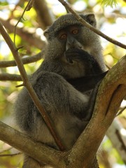 Cercopithecus mitis labiatus