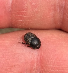 Onthophagus nuchicornis