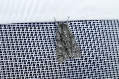 Acronicta auricoma
