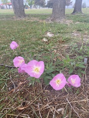 Oenothera speciosa
