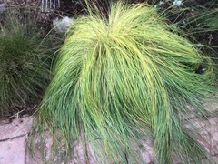 Poa cita