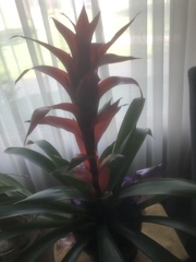 Tillandsia imperialis