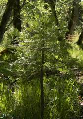 Calocedrus