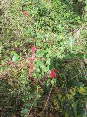 Lonicera sempervirens sempervirens