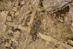 Odontoponera transversa