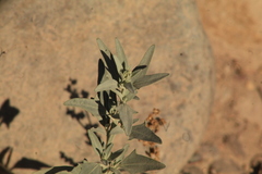 Chenopodium incanum
