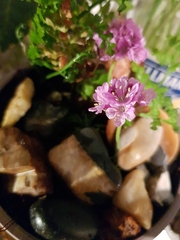 Armeria maritima sibirica