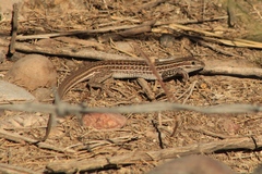 Aspidoscelis exsanguis