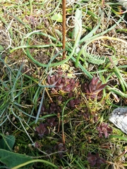 Castilleja victoriae