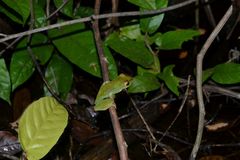 Zhangixalus prominanus