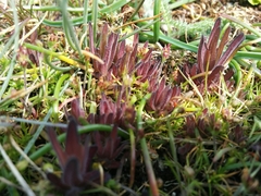 Castilleja victoriae