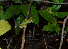 Zhangixalus prominanus