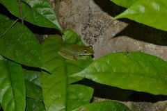 Zhangixalus prominanus