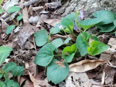 Viola sororia