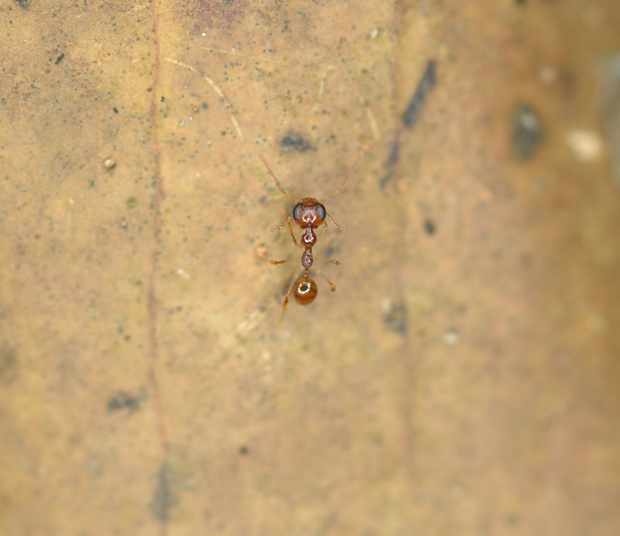 Myrmoteras jaitrongi