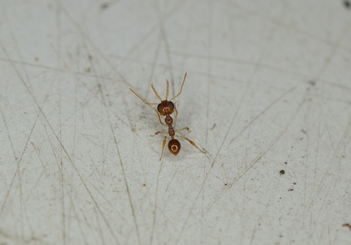 Subgenus Myrmoteras · iNaturalist