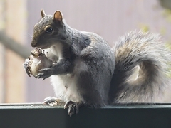 Sciurus carolinensis
