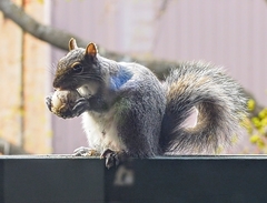 Sciurus carolinensis