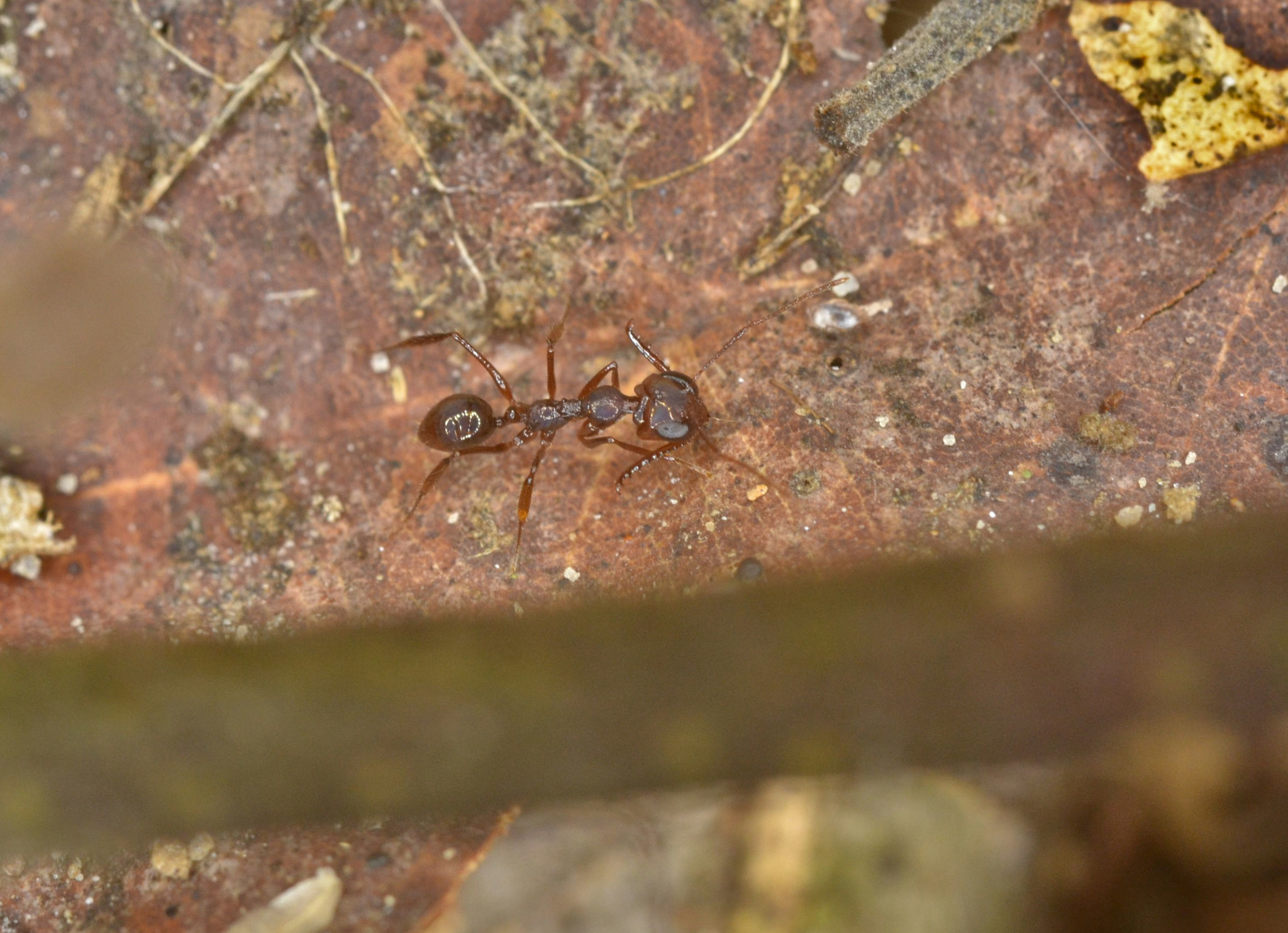 Myrmoteras iriodum