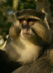Cercopithecus mitis labiatus