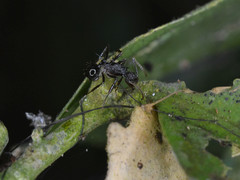 Polyrhachis rufipes