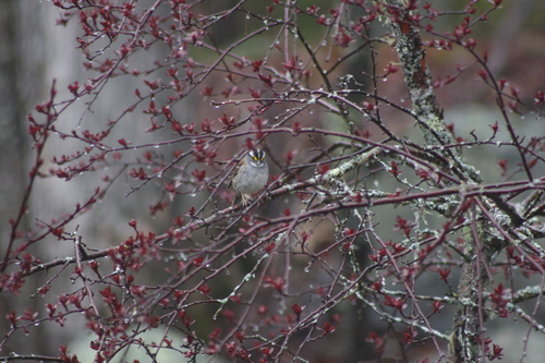 White-throated Sparrow photographed in New Hampshire