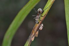 Polyrhachis olybria