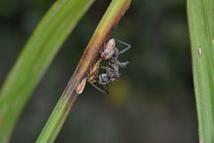 Polyrhachis olybria