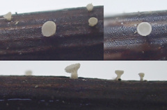 Psilachnum inquilinum