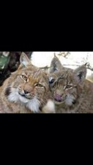 Lynx