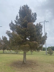 Pinus