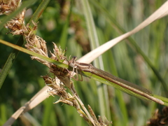 Platycnemis