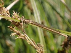 Platycnemis