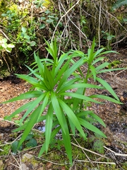 Lilium pardalinum vollmeri