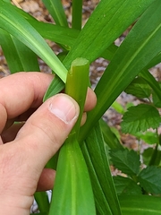 Lilium pardalinum vollmeri