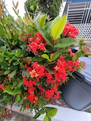 Ixora coccinea