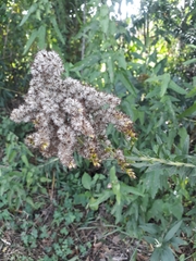Angiospermae