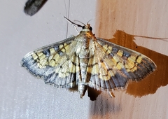 Diacme elealis