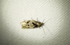 Aethes rana