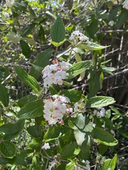 Viburnum carlesii