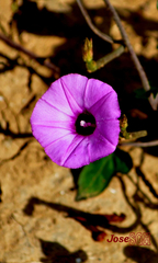 Ipomoea